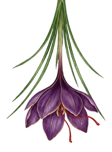 Saffron