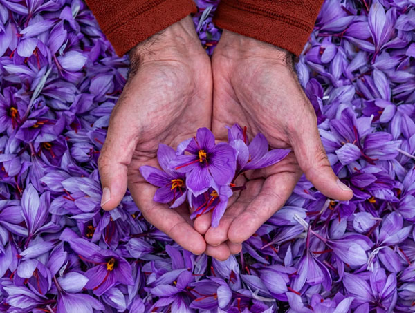 Lovin saffron example