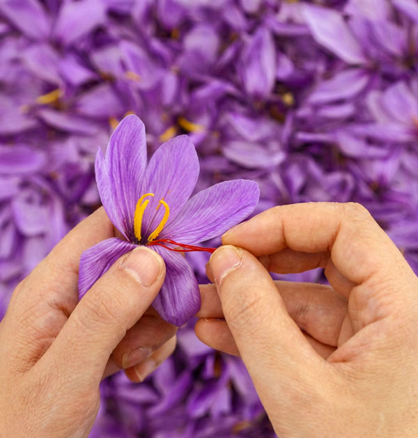 Saffron flower